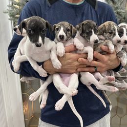 Whippet Puppies from Rainbow Whippets