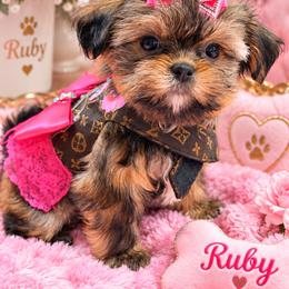 Ruby - Black gold and white female Shihpoo puppy in Cooper City, Florida from Jenny La Bone