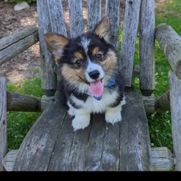 American Corgi and Pembroke Welsh Corgi Puppies from Tambali Corgis