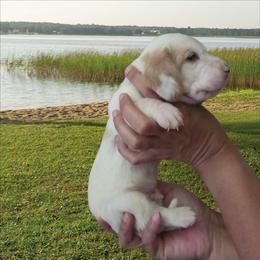 Brutus - Lemon and white male Basset Hound puppy in Denison, Texas from Emma Lou's Baby Bassets