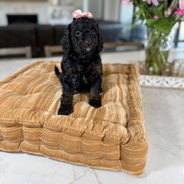 Lilac collar - Phantom female Goldendoodle puppy in Indiahoma, Oklahoma from Farm Fresh Doodles