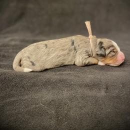 Nayvee - Blue merle female Bernedoodle puppy in Idaho from Bernese By Barzees