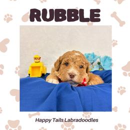 Rubble - Apricot male Australian Labradoodle puppy in Raleigh, North Carolina from Happy Tails Labradoodles