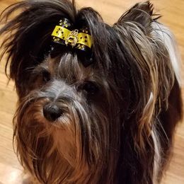 Ezebela aka. EzeBee - Biewer Terrier