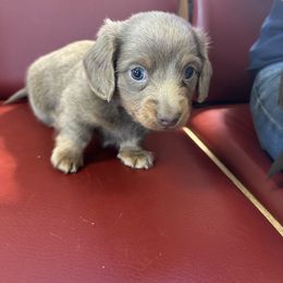 Dachshund Puppies from Broken Diamond J Farms
