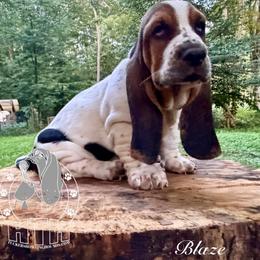 Blaze - Black white and brown male Basset Hound puppy in Dingess, West Virginia from Tuckers' Howling Hounds