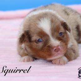 Squirrel - Red merle female Miniature Australian Shepherd puppy in Weeki Wachee, Florida from Arlington's Mini Aussies