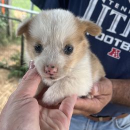 Boy 2 - Sable merle and white male American Corgi puppy in Sequatchie, Tennessee from Green Star Farm Corgis