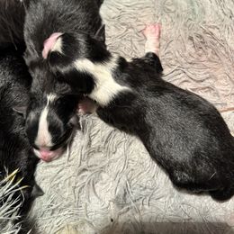 Boy 2 - Black tri Toy Australian Shepherd puppy in Abernathy, Texas from Paws of Color