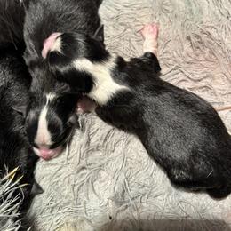 Boy 2 - Black tri Toy Australian Shepherd puppy in Abernathy, Texas from Paws of Color