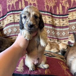 Boy 1 - Brindle male Dachshund puppy in Wichita, Kansas from Rustic Dachshunds