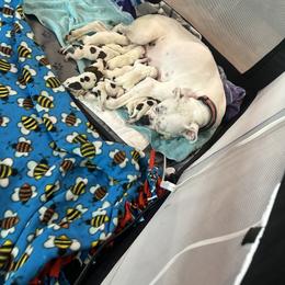 Boxer Puppies from Best Friends
