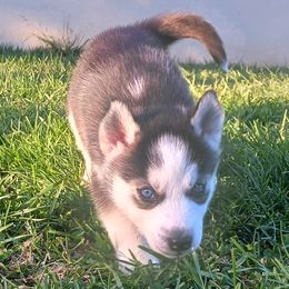 Patitas - Siberian Husky puppy in Coatesville, Pennsylvania from Amore Puppies
