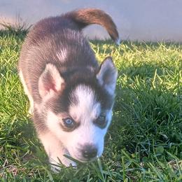 Patitas - Siberian Husky puppy in Coatesville, Pennsylvania from Amore Puppies