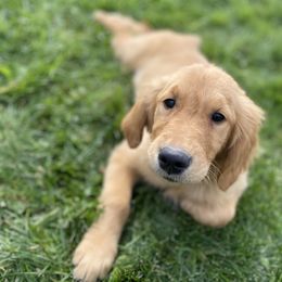 Golden Retriever Puppies from DeClercks Goldens