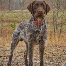 Wirehaired Pointing Griffon Puppies from Saint Barbara's Wirehaired Pointing Griffons