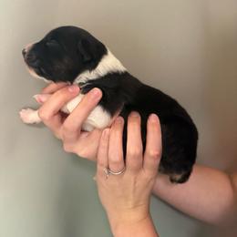 Fairy - Black tri-color female Australian Shepherd puppy in Weeki Wachee, Florida from Ace of Spades Australian Shepherds