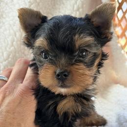 George - Black and tan male Yorkshire Terrier puppy in Ephrata, Pennsylvania from Heritage Yorkies