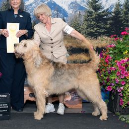 Gio - Otterhound