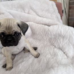 Gomez - Fawn male Pug puppy in Moorefield, West Virginia from Wratchford Farms