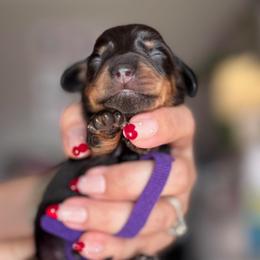 Maven - Black and tan female Dachshund puppy in Fayetteville, Arkansas from Natural State Dachshunds