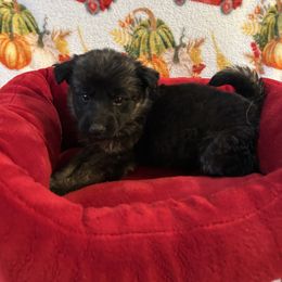 Gabby - Black and red female German Shepherd puppy in Whitewater, California from Vom Haus Metzler Shepherds
