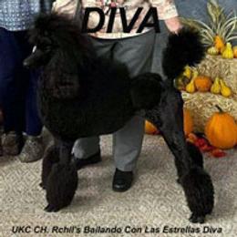 Diva - Poodle