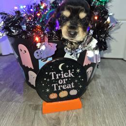 Black and cream with white paws - Black and cream female Dachshund puppy in Fulton, Missouri from New Hope Dachshund Puppies