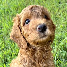 Bear - Red  male Goldendoodle puppy in Fulshear, Texas from Little Potatoes