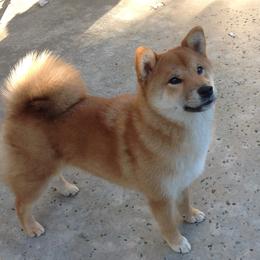 Miyumi - Shiba Inu