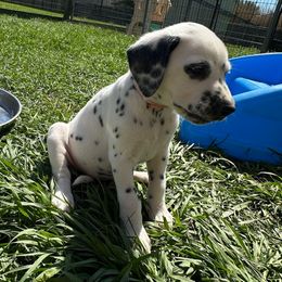 Pink - White and black Dalmatian puppy in Lafayette, Louisiana from Zydeco Dalmatians