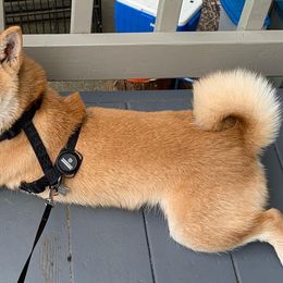 Shiba Inu from OlyInu