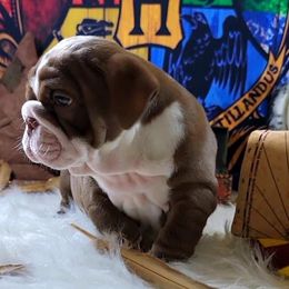 Bulldog and French Bulldog Puppies from Eclipse Bulldogs