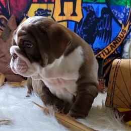 Bulldog and French Bulldog Puppies from Eclipse Bulldogs