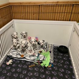 Dalmatian Puppies from Prestige Dalmatians