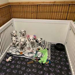 Dalmatian Puppies from Prestige Dalmatians