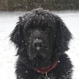 Libby - Newfoundland