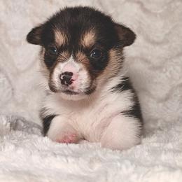 Spooky - Black and tan male Pembroke Welsh Corgi puppy in Northwood, Iowa from Sorrel Sands Corgis