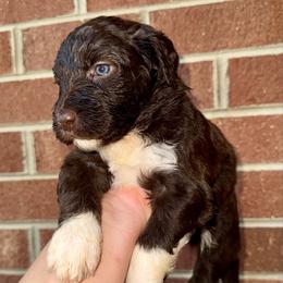 Robin - Brown and white female Aussiedoodle puppy in Bedford, Virginia from Brandt Farms Aussiedoodles