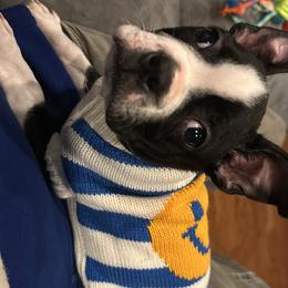 Boston Terrier Puppies from Bosties of Atlanta (BOA)
