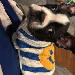 Boston Terrier Puppies from Bosties of Atlanta (BOA)