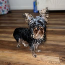 Mia - Yorkshire Terrier