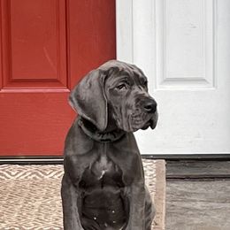 Great Dane Puppies from Blue Envy Great Danes