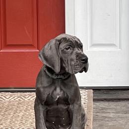 Great Dane Puppies from Blue Envy Great Danes