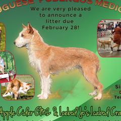 Apple - Portuguese Podengo