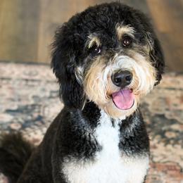 Marley - Bernedoodle