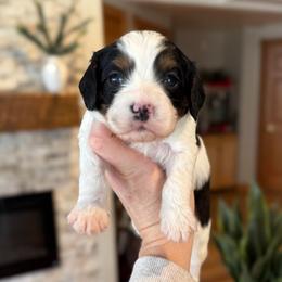Linen - Tri-color male Cavapoo puppy in Midland, Michigan from Northern Charm Farm