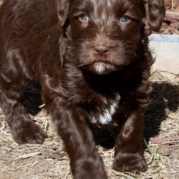 Australian Labradoodle Puppies from Oodles Of Fluffy Doodles