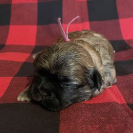 Scarlett  (Charity Pilgrim name) Pink collar - Brindle female Shih Tzu puppy in Clarksburg, West Virginia from Pilgrim Shih tzu