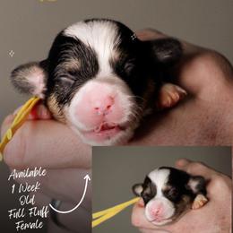 Sarah - Black and tan female Pembroke Welsh Corgi puppy in South Otselic, New York from Ridge Top Corgis